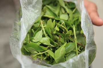 Khat (Catha edulis) chewing petals. A common aphrodisiac in Yemen.