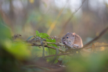 Mouse in the grass