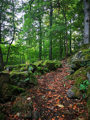Obraz premium Bemooste Basaltsteine auf dem hohen Meißner