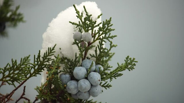 Juniper branches and cones under snow and ice, on overcast snowy day. Juniperus chinensis. Winter time. juniper berries under snow. The concept of calmness, silence and unity with nature.