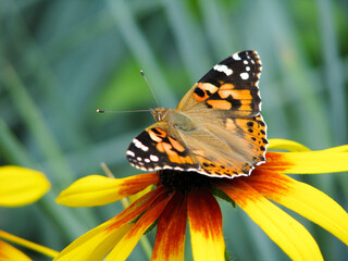 Butterfly Vanessa cardui sits on a flower Rudbeckia