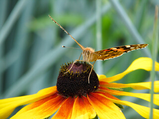 Butterfly Vanessa cardui sits on a flower Rudbeckia and drinks nectar