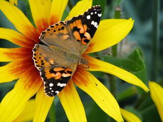Butterfly Vanessa cardui sits on a flower Rudbeckia