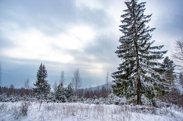 Snowy forest in the mountains