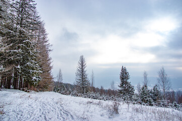 Snowy forest in the mountains
