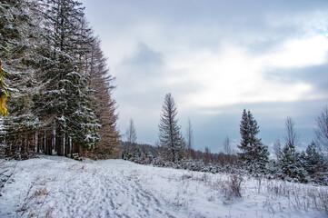 Snowy forest in the mountains