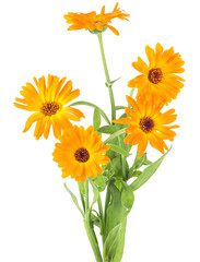Fototapeta premium Bouquet of orange marigold flowers with leaves isolated on a white background. Calendula officinalis.