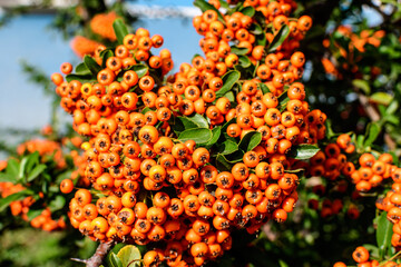 Small yellow and orange fruits or berries of Pyracantha plant, also known as firethorn in a garden in a sunny autumn day, beautiful outdoor floral background photographed with soft focus.