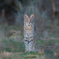 Bobcat