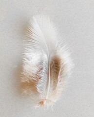 A beautiful bird feather with white background