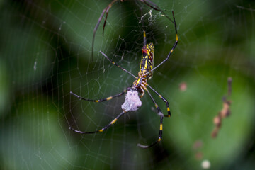 spider making the web 