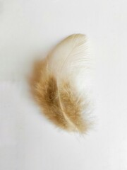A beautiful bird feather with white background