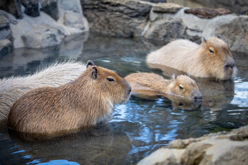 温泉につかるカピバラ