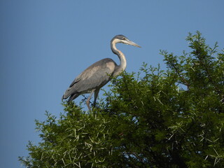 Heron in the treetop