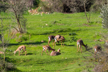 A group of Mountain gazelle in a park called the Deer Valley in Jerusalem