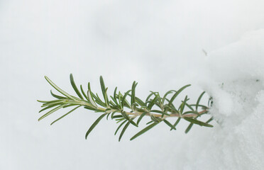 branch of fresh fragrant green rosemary in a snowdrift