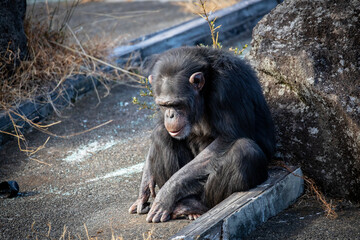 寒そうなチンパンジー