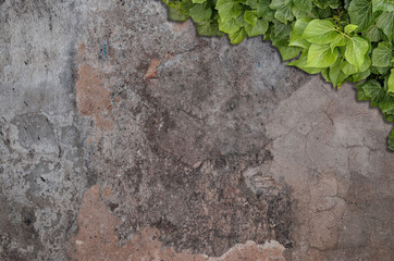 Green ivy grows on old brick wall. Old stone wall with ivy as background.