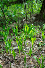 young grass or flowers germinating in the forest, the concept of rebirth and ecology, sunny spring day