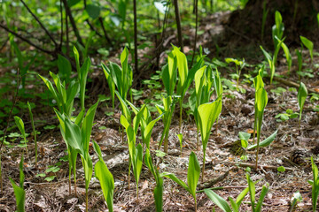 fresh spring grass or flowers sprouting in the forest, the concept of rebirth and new life