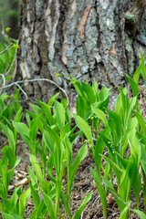 young grass or flowers growing in the forest, the concept of rebirth and ecology, clean world and ecosystem saving