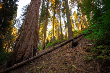 Giant Sequoia Forest, Sequoia National Park, California