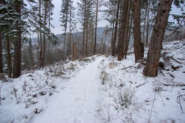 Road in mountains covered with snow among spruces