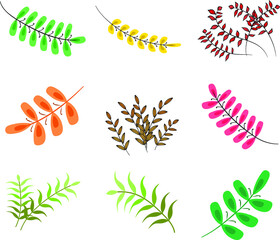 vector drawing flowers rose set