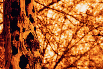 The trunk of old tree, which has been damaged by insects and birds, against background of swaying bare branches and twigs. Late autumn in forest at dawn. Selective focus, white balance offset.