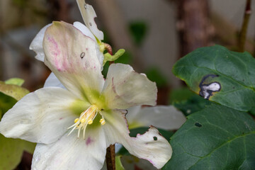 Die Christrose, Helleborus niger wird auch Schneerose oder Nieswurz genannt und begeistert im Winter mit ihren eleganten weißen Blüten.