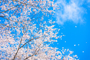 Spring background material for blue sky and cherry trees