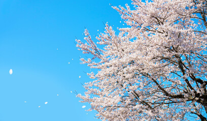 Spring background material for blue sky and cherry trees
