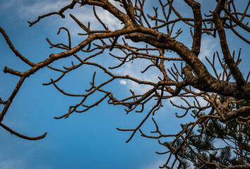 moon with bright blue sky and tree foreground at dusk