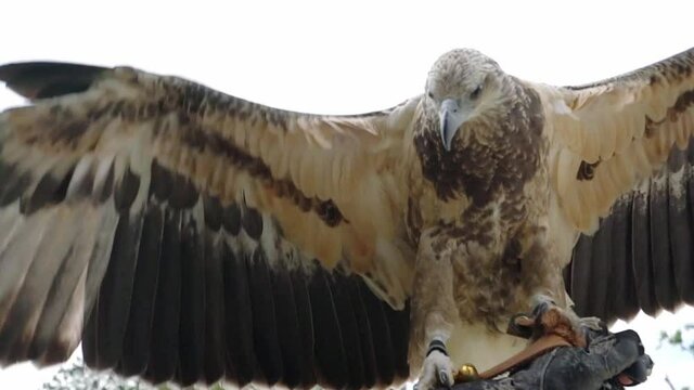 Portrait of eagle with big eyes and sharp beak majestic show of the world's biggest birds