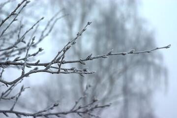 Fototapeta na wymiar a twig covered with frost on a winter morning