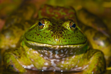 Bullfrog