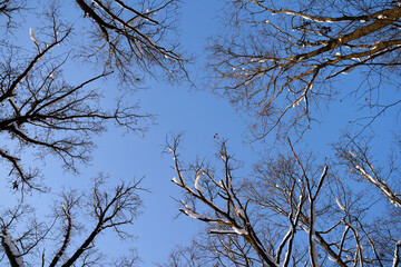 branches against the blue sky in cold winter