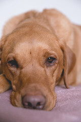 Lazy fox red Labrador retriever pet dog close up and looking at camera whilst in bed