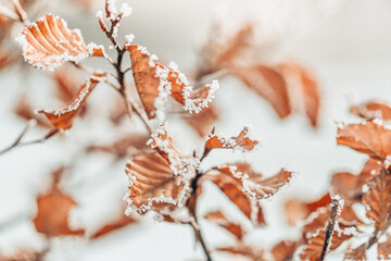 Blätter in braun im Winter mit Frost und Eiszapfen © Ines