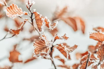 Blätter in braun im Winter mit Frost und Eiszapfen © Ines