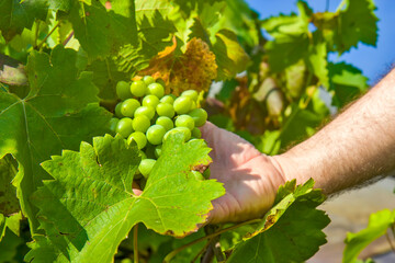 Man holding grape in the vineyard