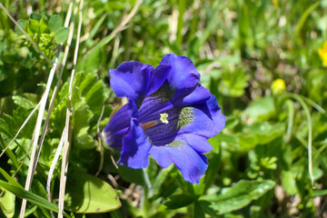 Bright blue alpine gentian with pistil on a lush mountain meadow in the alps