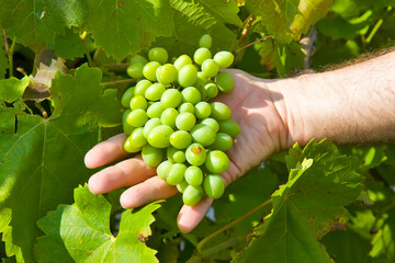 Man holding grape in the vineyard