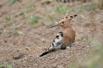 Upupa epops - Hoopoes
