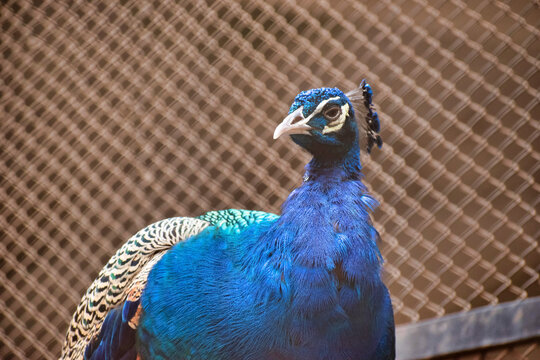 The Indian peafowl, also known as the common peafowl, and blue peafowl.