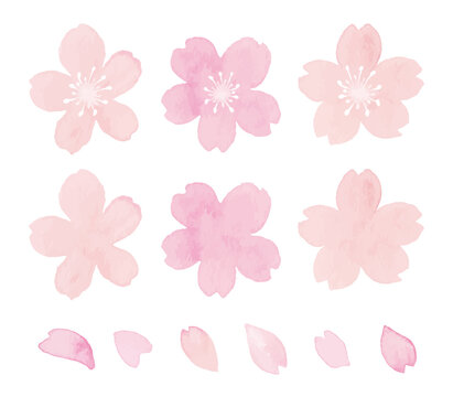 桜の花の水彩イラスト