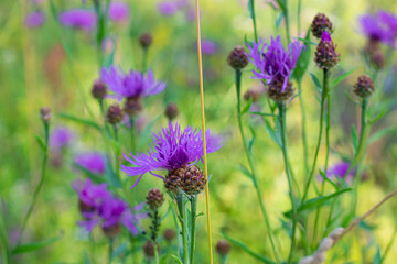 A meadow with purple flowers. Summer, spring. Blossom.