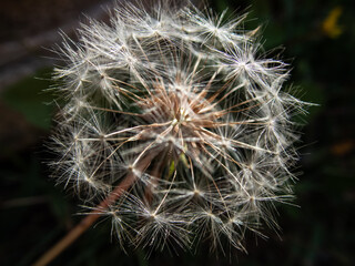 Obraz premium Diente de León