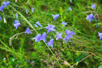 A meadow with purple flowers. Summer, spring. Blossom.