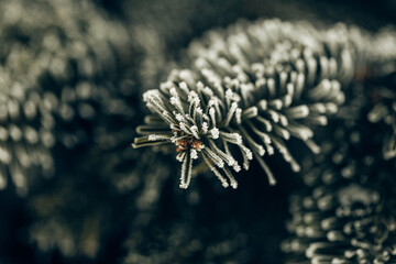 Tannennadeln vereist, Weihnachten 